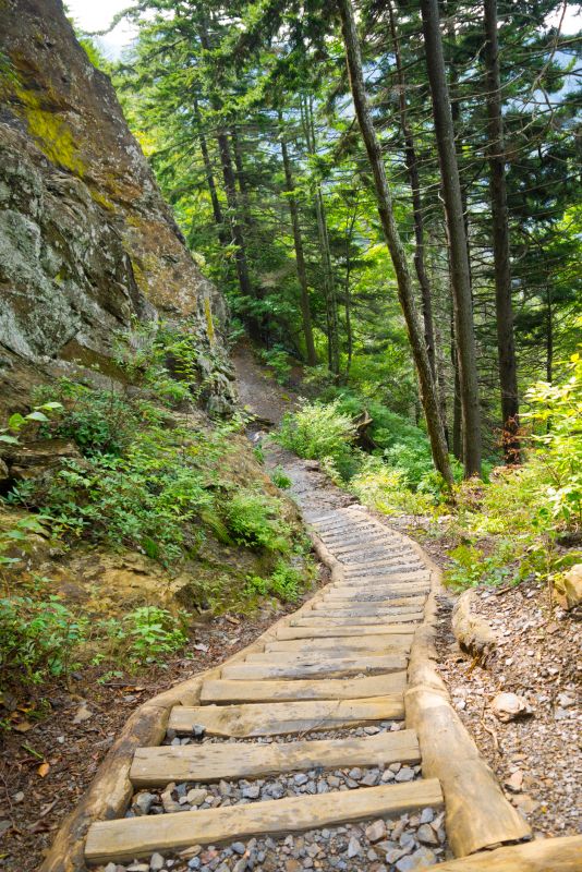 Increase Your Lawn Clean Up Service Business with an AI Driven, Targeted Website