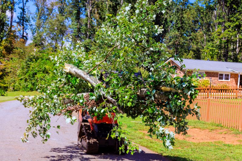 Tree Debris Removal detail