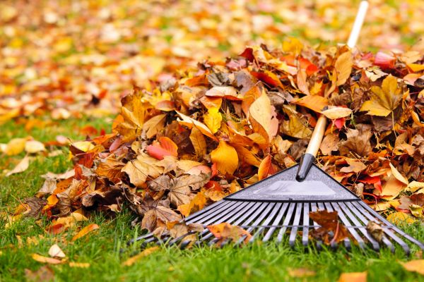 Cost of Leaves Removal in Everett
