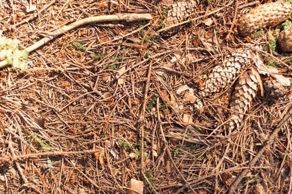 Cost of Pine Needles Removal in Everett