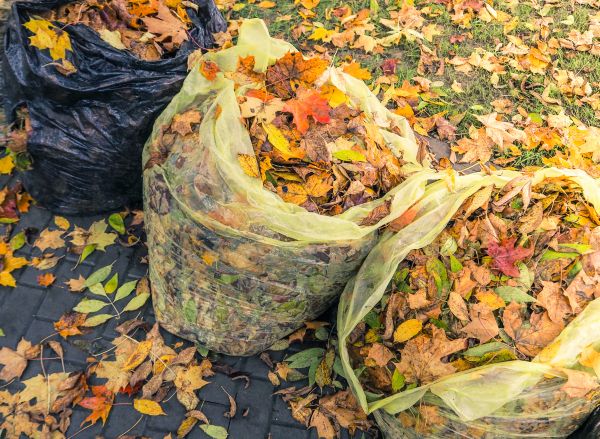 Cost of Yard Cleanup Service in Everett