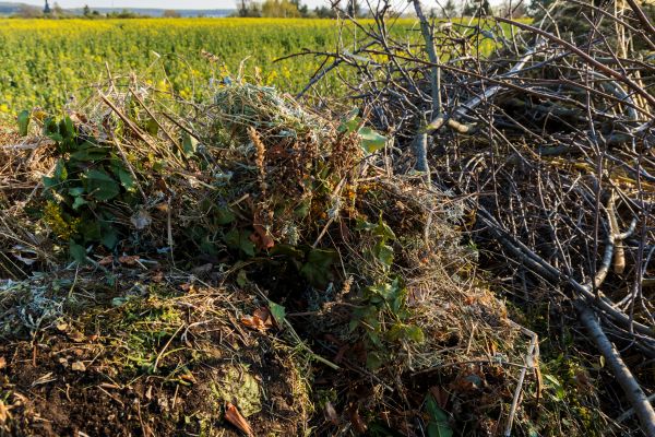 Cost of Brush Disposal in Everett