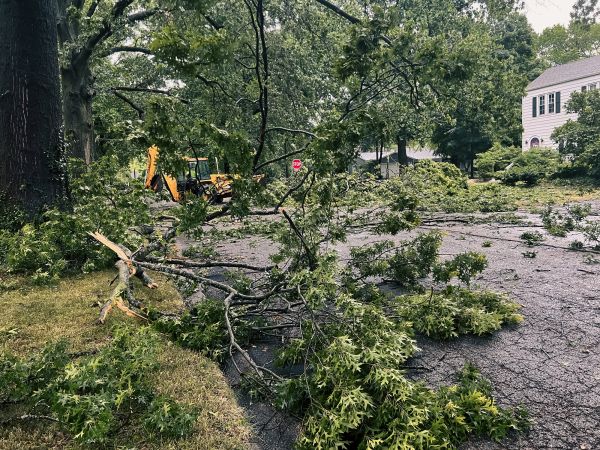 Cost of Tree Branch Disposal in Everett