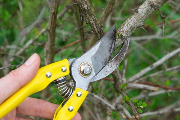Cost of Limbs Removal in Everett