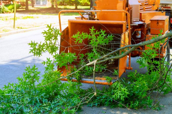 Cost of Tree Branches Removal in Everett