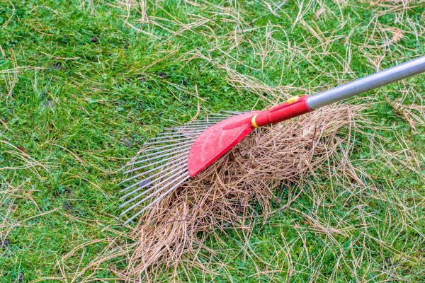 Cost of Yard Raking in Everett