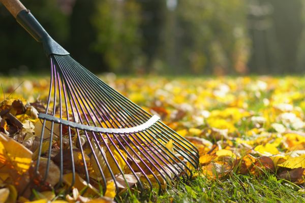 Cost of Leaf Removal in Everett