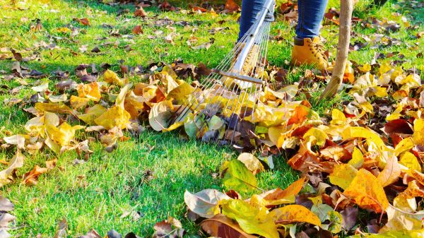 Cost of Lawn Cleanup Service in Everett